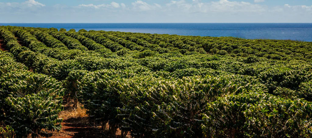 Paradise in Every Single Sip